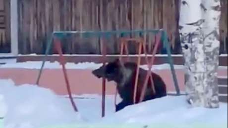 ¿Por qué el asiento es tan pequeño? Un oso intenta subirse a un columpio