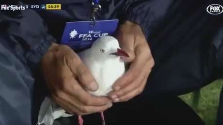 Un pase 'mortal' casi acaba con la vida de una gaviota en pleno partido