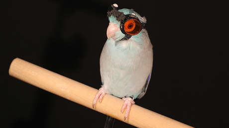 Un perico con anteojos ayuda a descubrir un nuevo fenómeno físico (VIDEO)