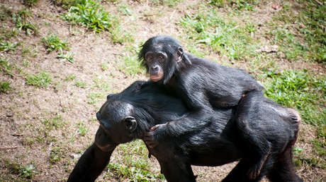 Descubren una similitud de funciones entre el rostro humano y el trasero de los monos