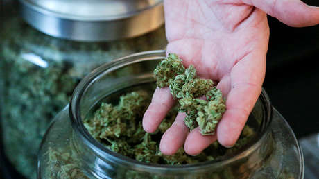 "El más importante e histórico secuestro de droga": confiscan 5 toneladas de marihuana en Argentina