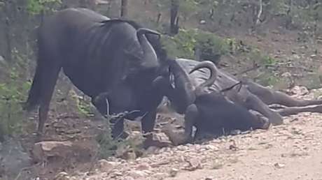 Un ñu desesperado intenta 'resucitar' a un amigo