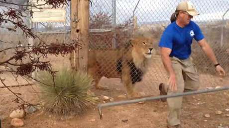 Nunca le dé la espalda a un león, ¡se puede morir del susto!