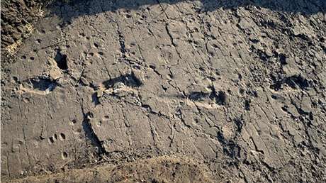 ¡Hola Chewbacca!: Encuentran en África las huellas inusualmente grandes de un homínido prehistórico