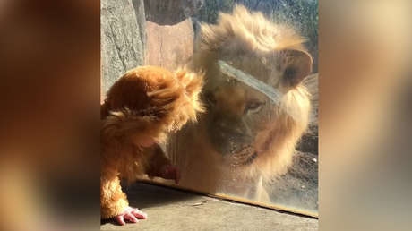 Así reacciona un león cuando ve a un niño disfrazado de cachorro