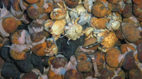 Descubren extrañas formas de vida submarina a 2.800 metros de profundidad (FOTO)