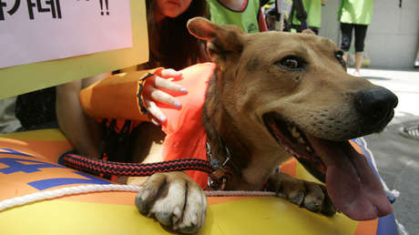 ¿Fin del tabú alimentario?: Corea del Sur comienza a erradicar el consumo de carne de perro