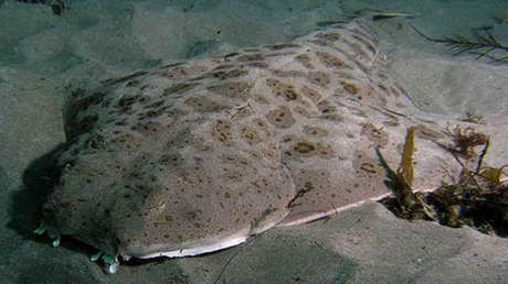 FOTOS: ¿Es capaz de encontrar al tiburón 'invisible'? Expertos explican cómo se camufla en el mar