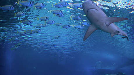 Monstruos marinos: marinero ruso comparte imágenes de los animales más raros que pesca (FOTOS)