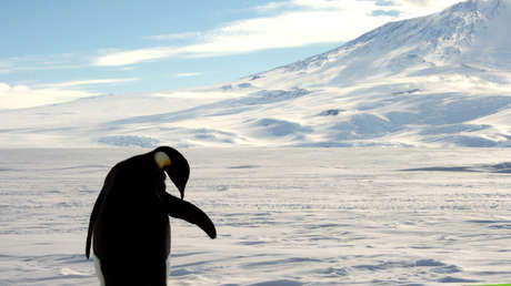 VIDEO: Un robot submarino revela el colorido mundo bajo el hielo antártico 