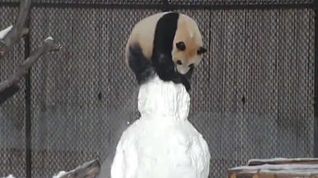 Un panda contra un muñeco de nieve: batalla digna de MMA
