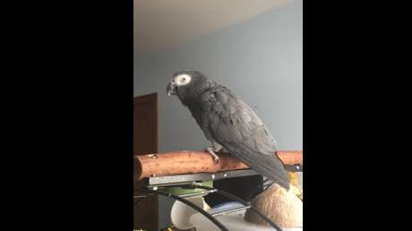 La voz de Google: un loro imita perfectamente el sonido de 'OK, Google'