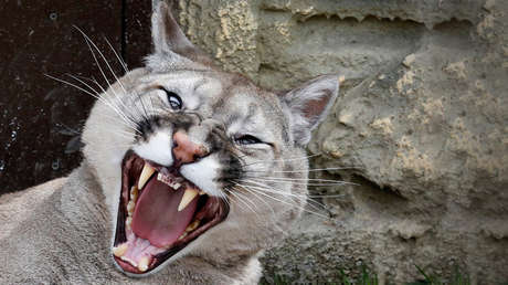 Canadá: Da un puñetazo en la cara a un puma para salvar a su perro