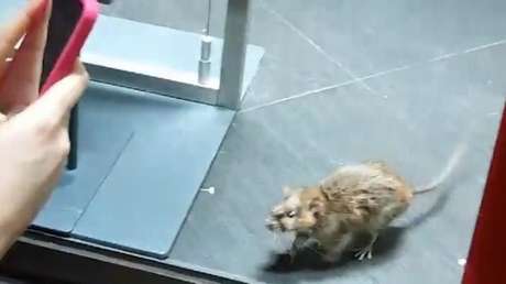 Filman una rata enorme en una conocida tienda de ropa