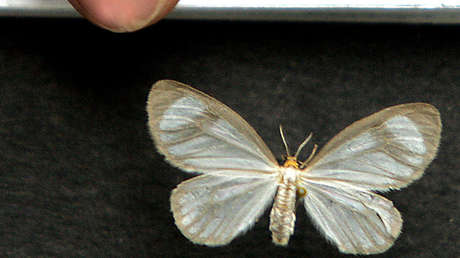 Revelan un plan para acabar "con una plaga" con los capos del narcotráfico en América Latina