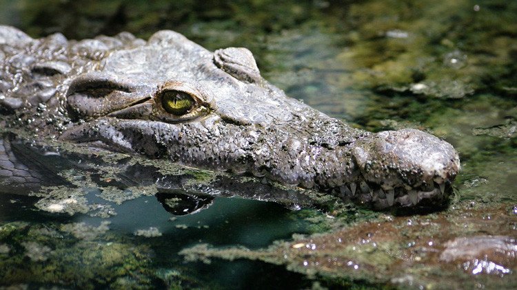 Una turista francesa intenta hacerse un 'selfie' con un cocodrilo y resulta herida grave