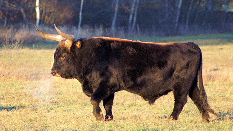 Un científico holandés, a punto de 'resucitar' a los súper toros 'nazis'
