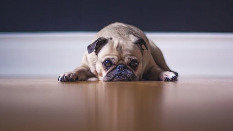 Hallan una relación directa entre la flora intestinal y la salud mental