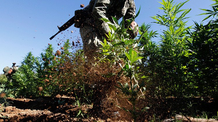 México importa de EE.UU. derivado medicinal de marihuana pero continúa guerra contra la droga