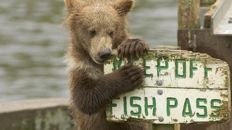 FUERTES IMÁGENES: Osos en estado esquelético suplican por comida en un zoológico de Indonesia