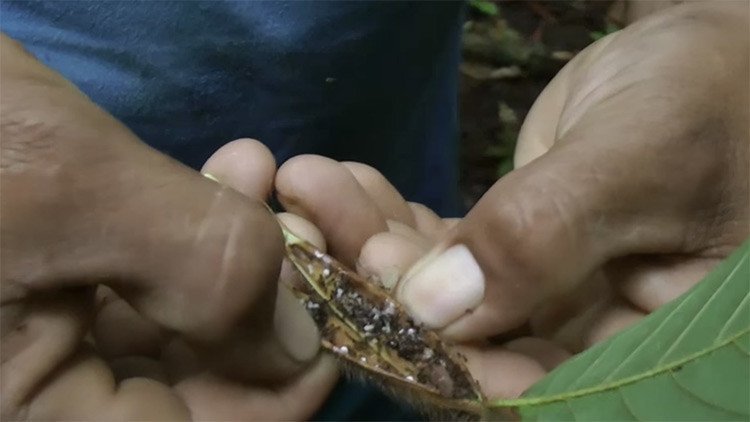El árbol y la hormiga: ¿Qué son los "jardines del diablo"?