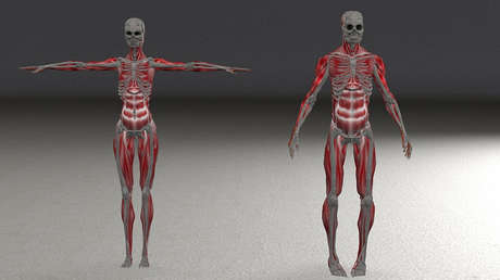 Científicos recurren a las bacterias para determinar el momento exacto de la muerte