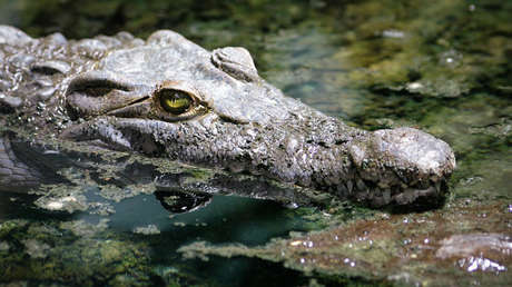 Una turista francesa intenta hacerse un 'selfie' con un cocodrilo y resulta herida grave