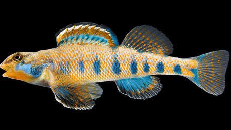 Estos son los 9 animales bautizados en honor de Obama