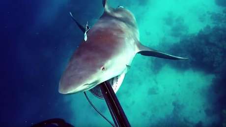 Aterrador ‘ataque sorpresa’ de un tiburón contra un pescador submarino
