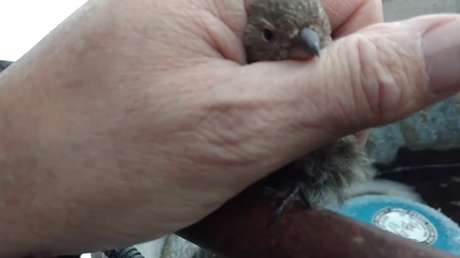 Salva a un pajarillo calentándolo con su aliento 