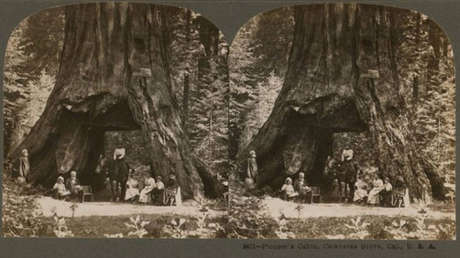 EE.UU.: Cae por las lluvias el milenario y gigantesco 'árbol del túnel' (FOTO)