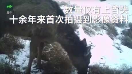 Observan en China un misterioso animal, mitad caballo, mitad ciervo