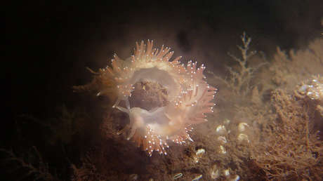 Así es 'David Bowie', la babosa marina con dotes camaleónicas descubierta en Cuba (FOTO)