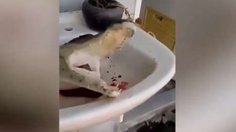 FUERTES IMÁGENES: Decapitan a un cocodrilo y lo filman mientras se sigue moviendo