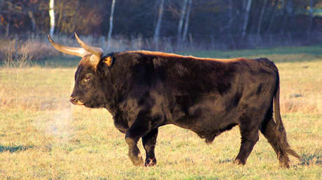 Un científico holandés, a punto de 'resucitar' a los súper toros 'nazis'