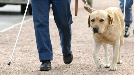 Un ciego revela los abusos que sufre a través de una cámara GoPro colocada en su perro (VIDEO)