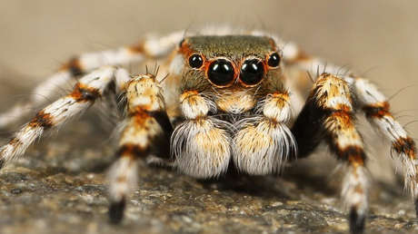 Cazador cazado: El primer caso de una serpiente devorada por una tarántula (FOTOS)