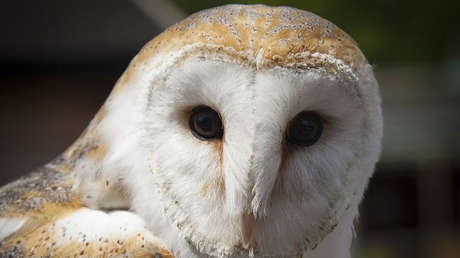 FOTOS: Nunca podrá olvidar cómo se ve un búho 'desnudo'