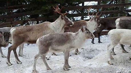 Llevan a preescolares noruegos a ver cómo sacrifican y despellejan renos