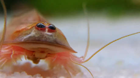 Video, fotos: Un crustáceo prehistórico 'revive' tras una fuerte lluvia en Australia