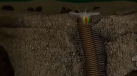 Grabado un peligroso 'monstruo marino' que se esconde en el fondo del océano 