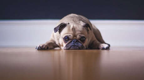 Hallan una relación directa entre la flora intestinal y la salud mental