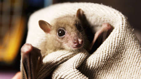 Murciélagos vampiros han empezado a desarrollar el gusto por la sangre humana