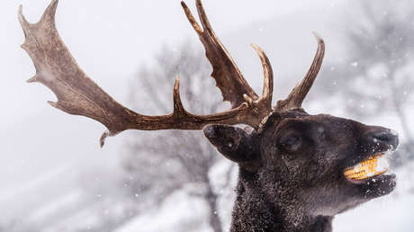 Sucesos que marcaron esta semana en curiosas e impactantes imágenes