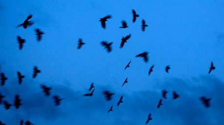 Videos: En EE.UU. se vive una escena de terror que parece sacada de 'Los pájaros' de Hitchcock