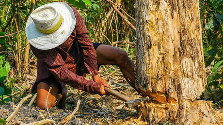 VIDEO: Talan un árbol en Argentina y esto es lo que ven