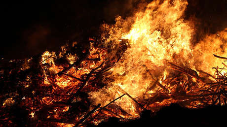 La esperanzadora recuperación de un conejo herido en los voraces incendios de Chile (VIDEO)
