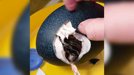 Compra un huevo decorativo por Ebay y se queda boquiabierta al ver lo que hay dentro