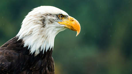 ¿Es una metáfora del país?: La foto de un águila 'meditativa' desata una ola de memes en EE.UU.