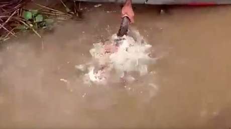 Un hombre da de comer a las pirañas con sus manos (18+)